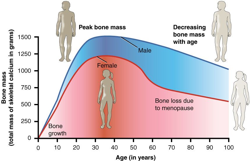Bone Density and Aging in Women